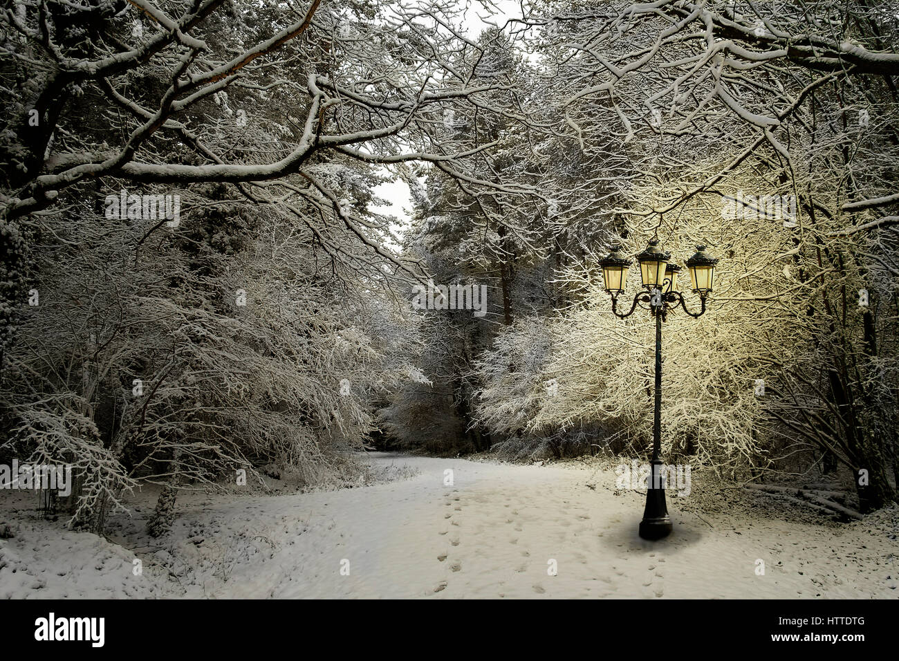 Firestone Copse with a magical lamp post Stock Photo