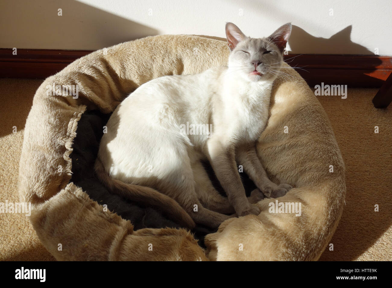 Siamese cat sleeping in bed in sunshine Stock Photo Alamy