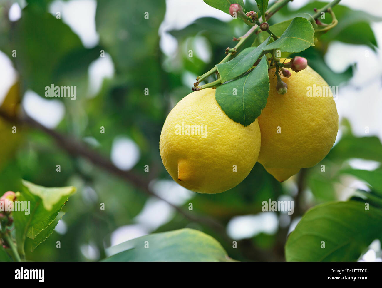 Lemons on a tree close-up in Israel Stock Photo