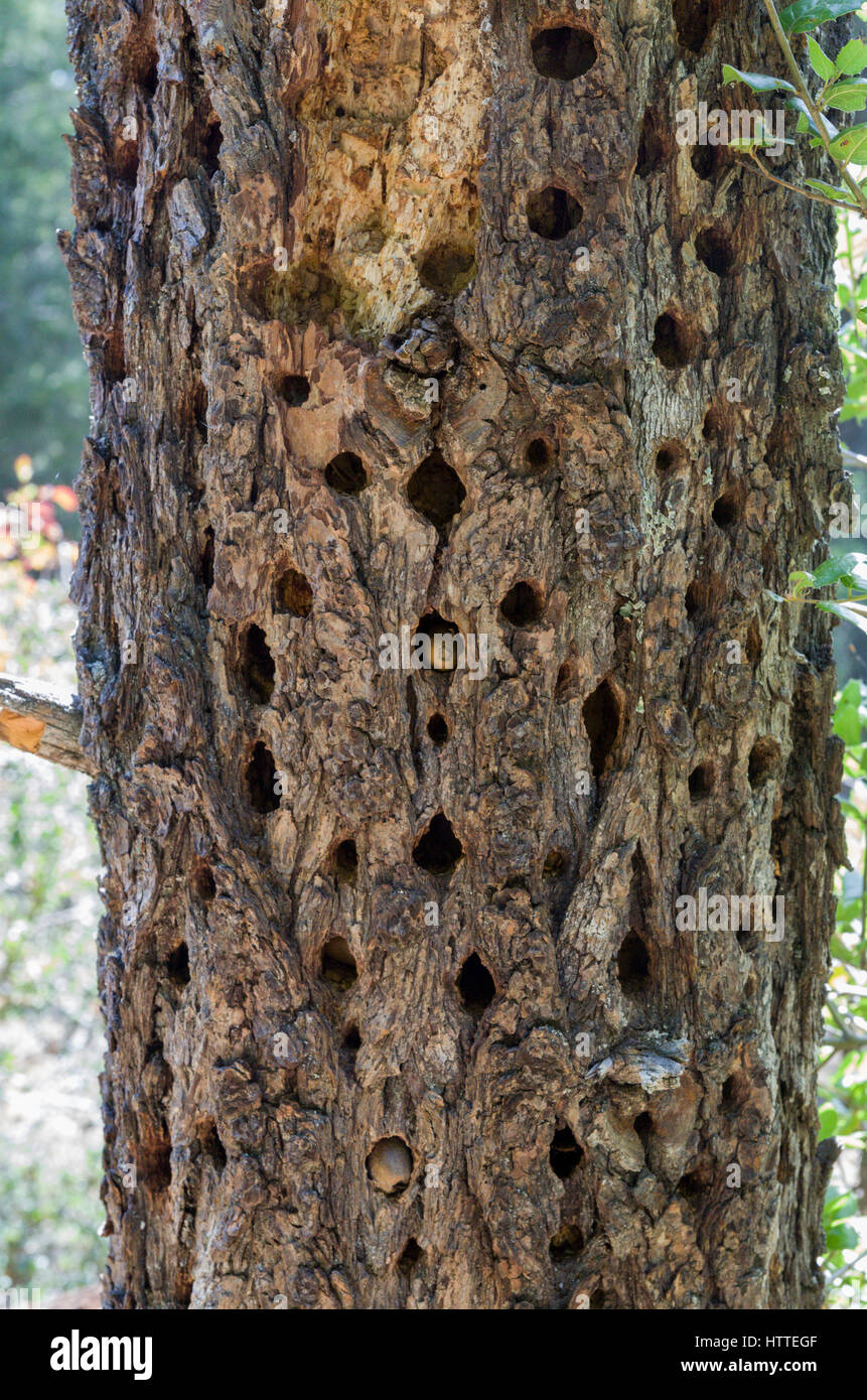 Acorn woodpecker acorn storage tree Stock Photo
