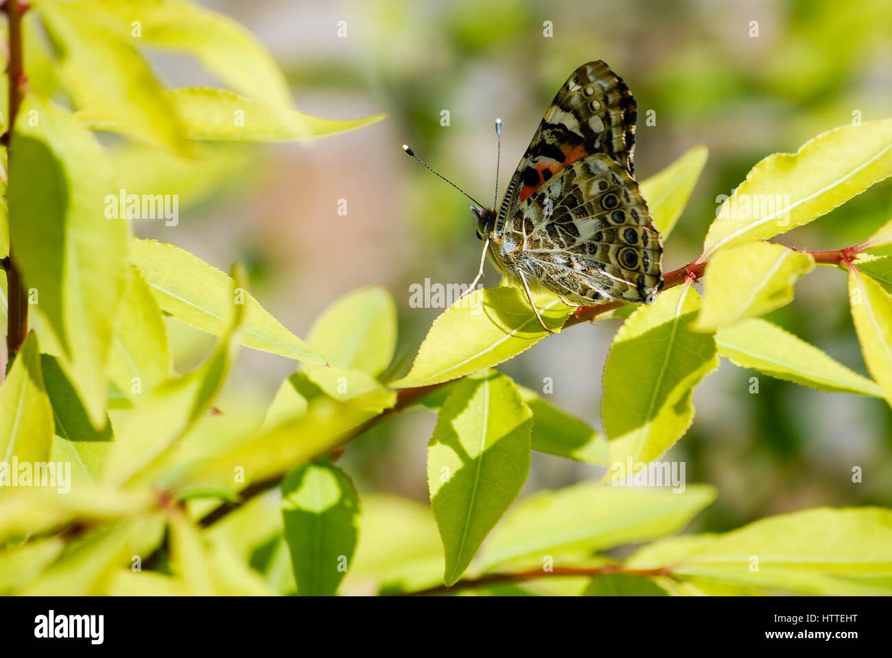 Close up of Painted Lady butterfly resting on the branch of a shrub in the