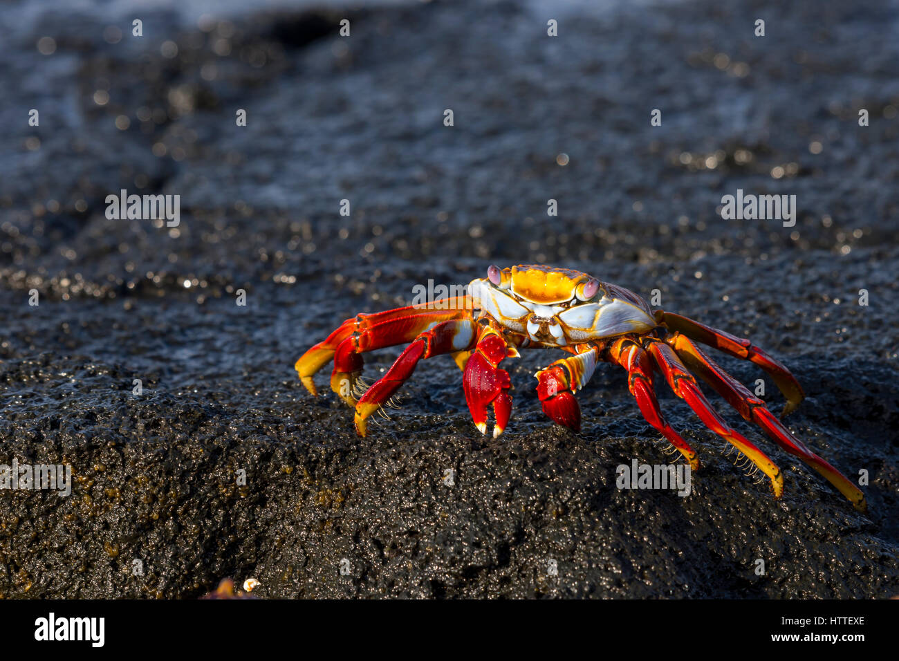 Brilliantly colored sally lightfoot crab (Grapsus grapsus) in the Galapagos Islands. Stock Photo