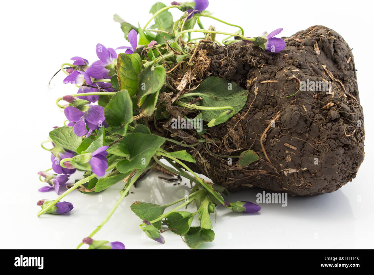 Bunch Violets, Viola Odorata,  Punch Earth, Ready for Transplanting. Stock Photo