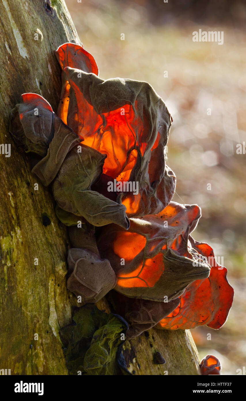 Group of Jew's ear, a jelly fungus, on dead wood, light behind the subject Stock Photo