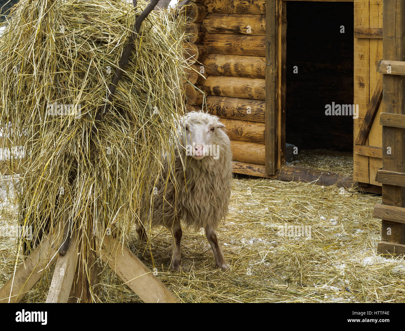 Sheep in pen near haystack standing and looking at you. Winter, snow. Barn door is open Stock Photo