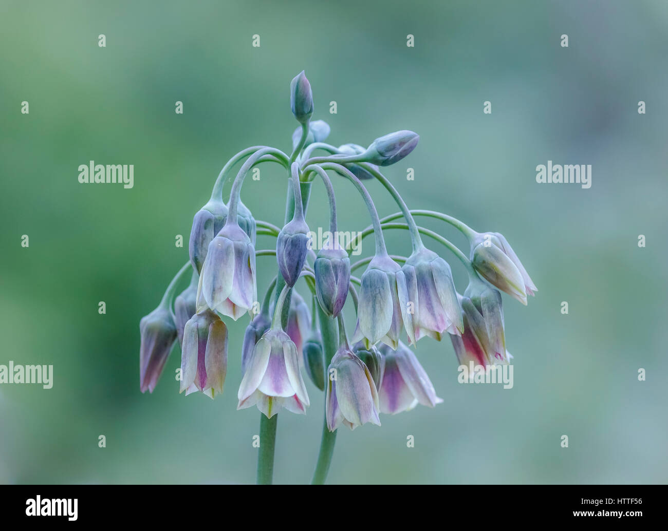 A nodding cluster of delicate purple and cream-coloured Nectaroscordum siculum flowers is highlighted against a blurred green background. Stock Photo