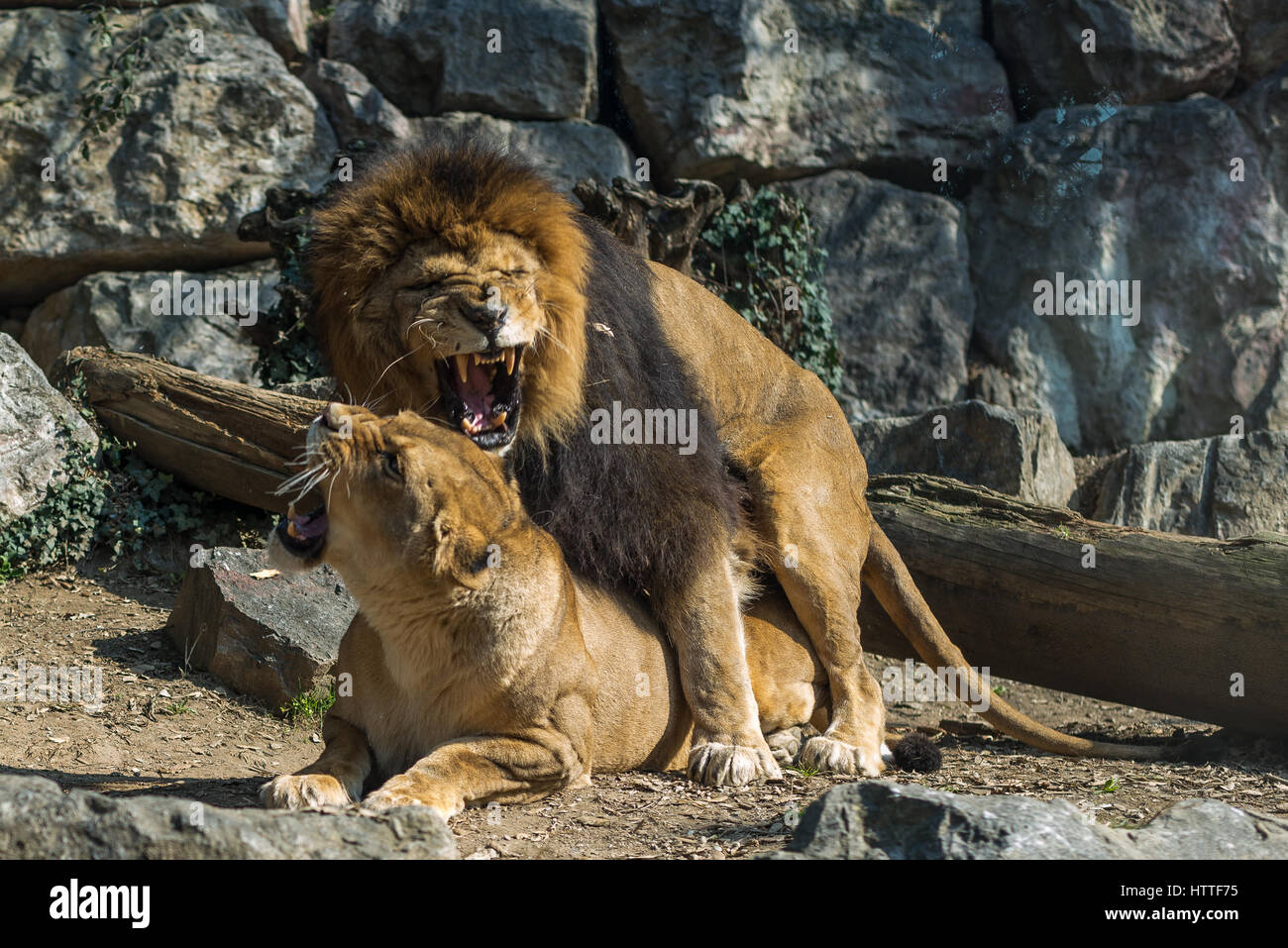 Lion and lioness in mating, horizontal image Leone e leonessa in accoppiamento Stock Photo