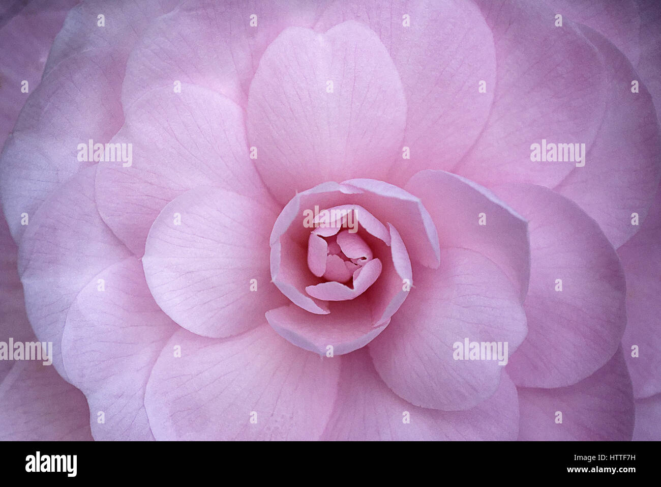 Pink Camellia flower head Stock Photo