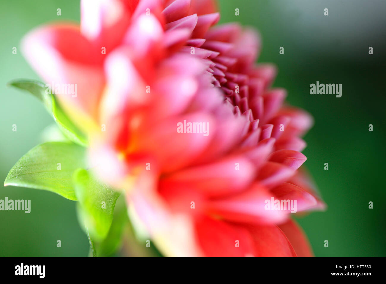 profile opening red dahlia, sun-kissed in summer...floral language symbolises dignity and gratitude Jane Ann Butler Photography JABP1879 Stock Photo