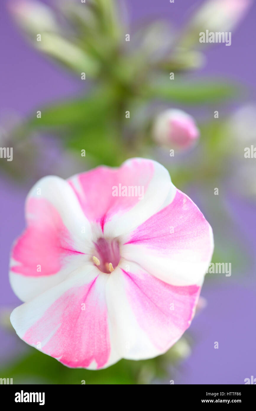 pink and white candy-striped phlox flower still life Jane Ann Butler Photography JABP1886 Stock Photo