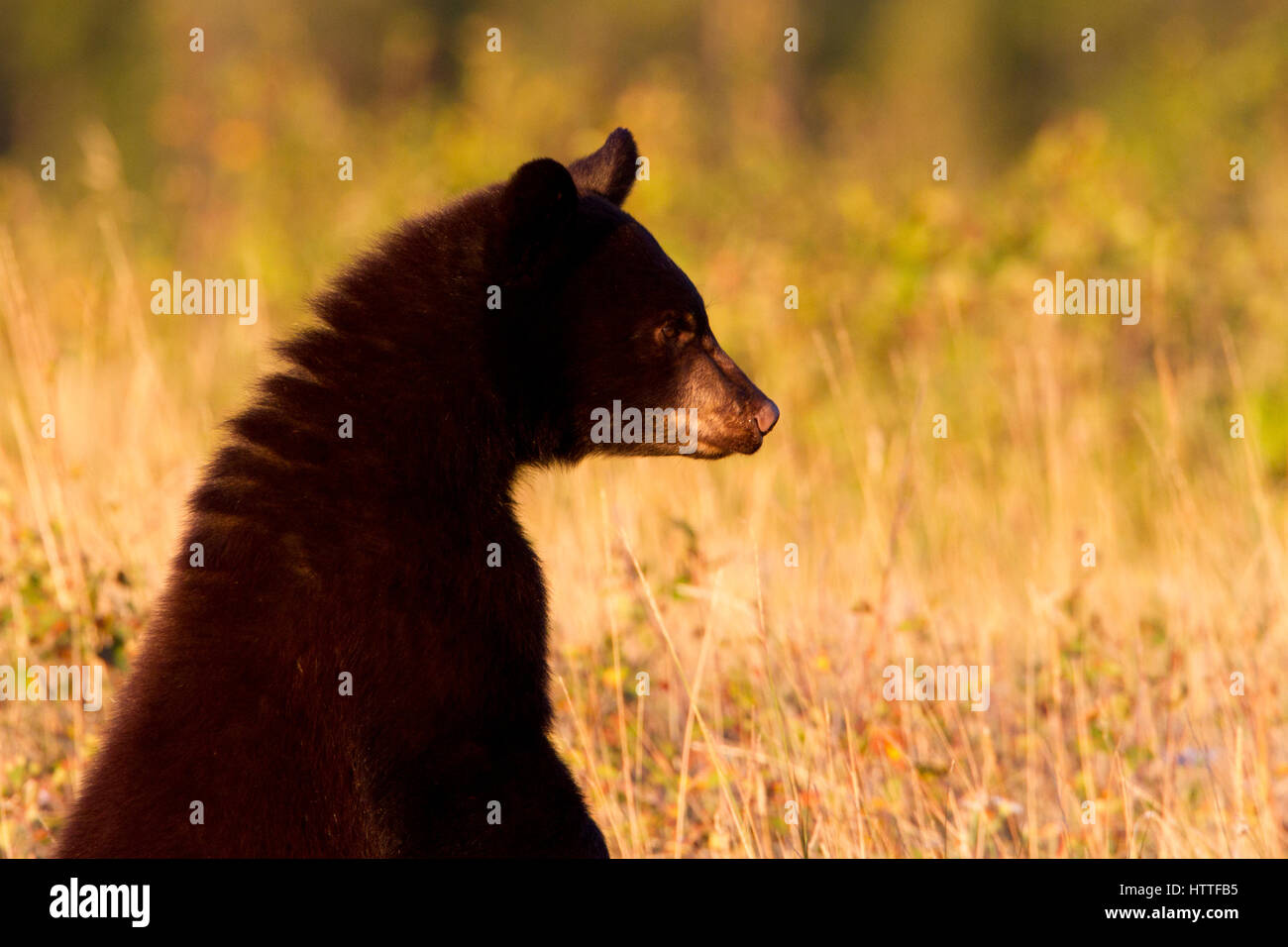 Black Bear (Ursus americanus) cub feeding in grassland in Waterton Lakes National Park, Alberta, Canada Stock Photo