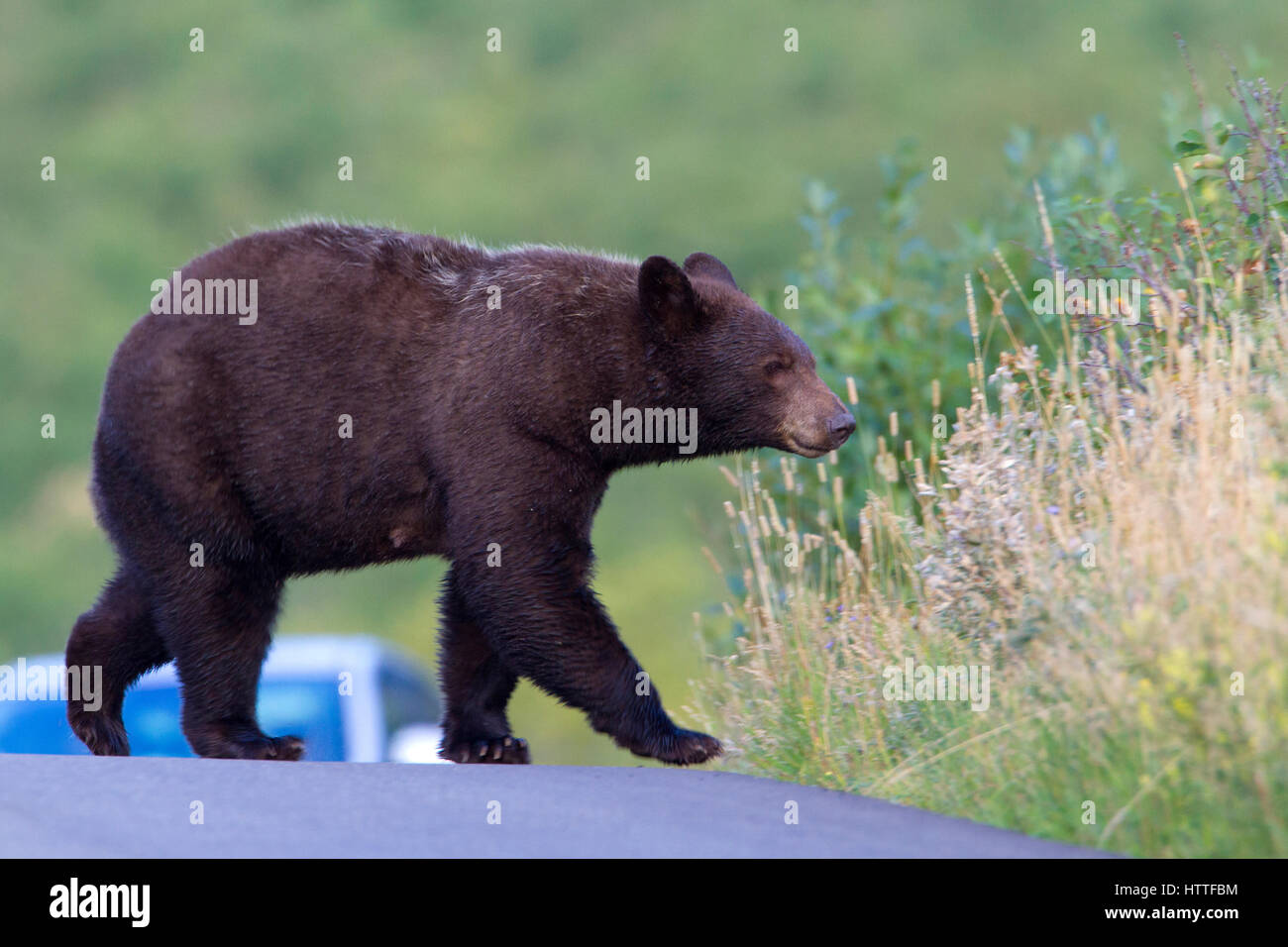 Black Bear (Ursus americanus) walking along a road in Waterton Lakes National Park, Alberta, Canada Stock Photo