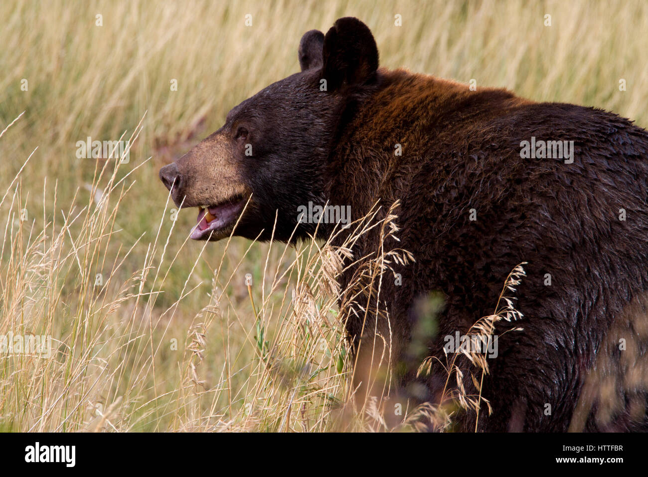 Black Bear (Ursus americanus) feeding in grassland in Waterton Lakes National Park, Alberta, Canada Stock Photo