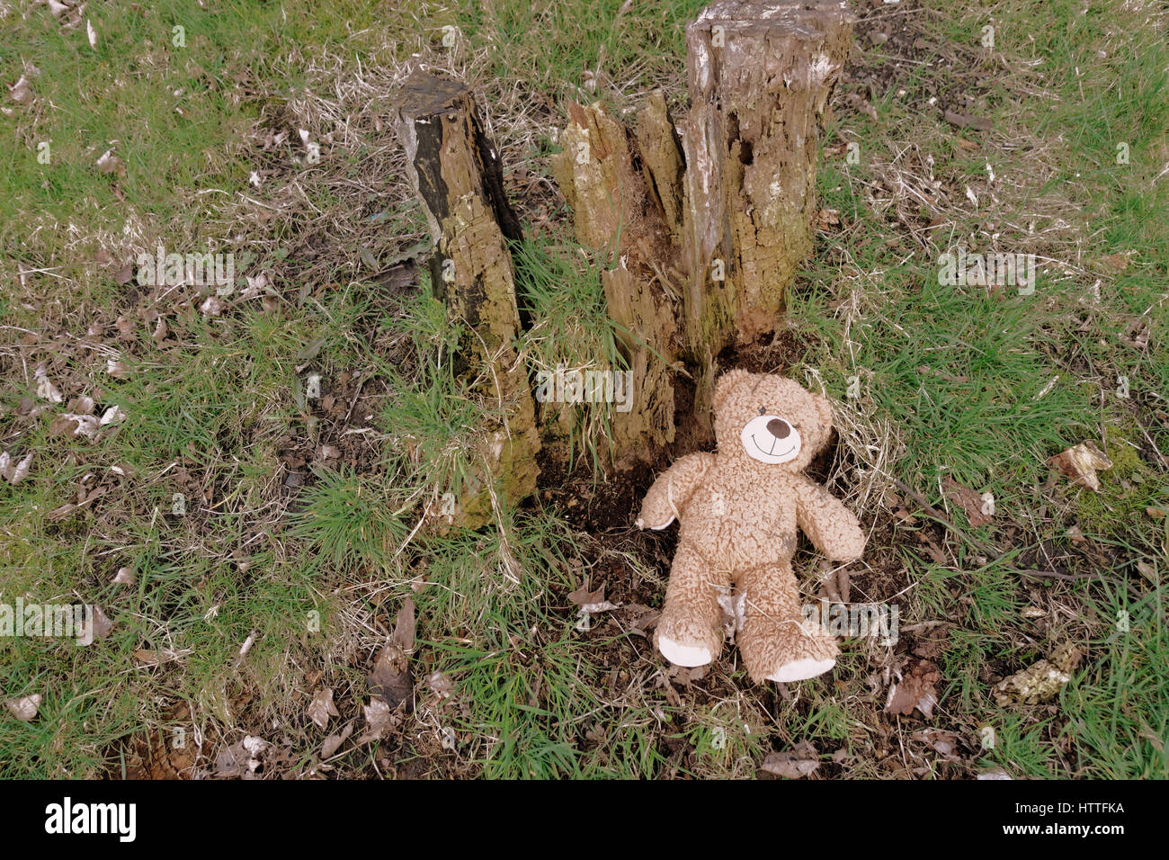 conceptual childhood picture teddy bear danaged tree stump Stock Photo