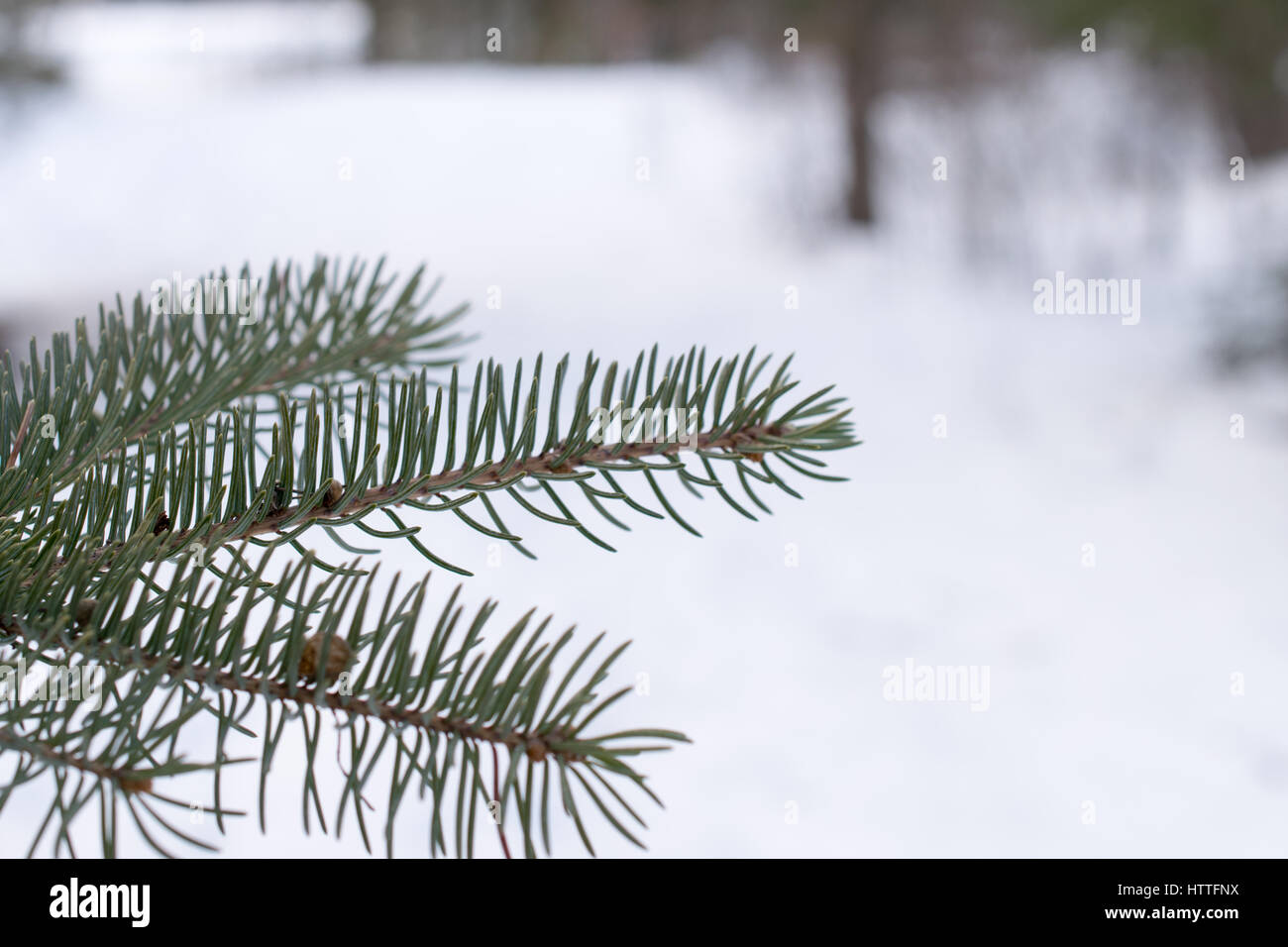 Closeup of Balsam Fir Branch in Winter Stock Photo