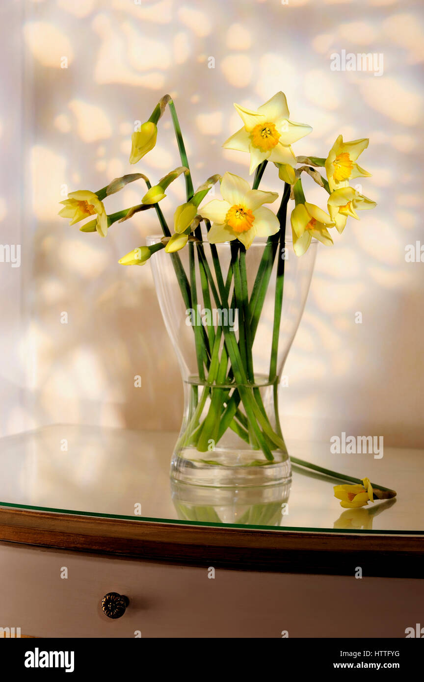 abstracts, background, flowers, graphic design,lifestyle , home, photo Kazimierz Jurewicz,daffodil, decoration, easter, festive, flowers, Stock Photo
