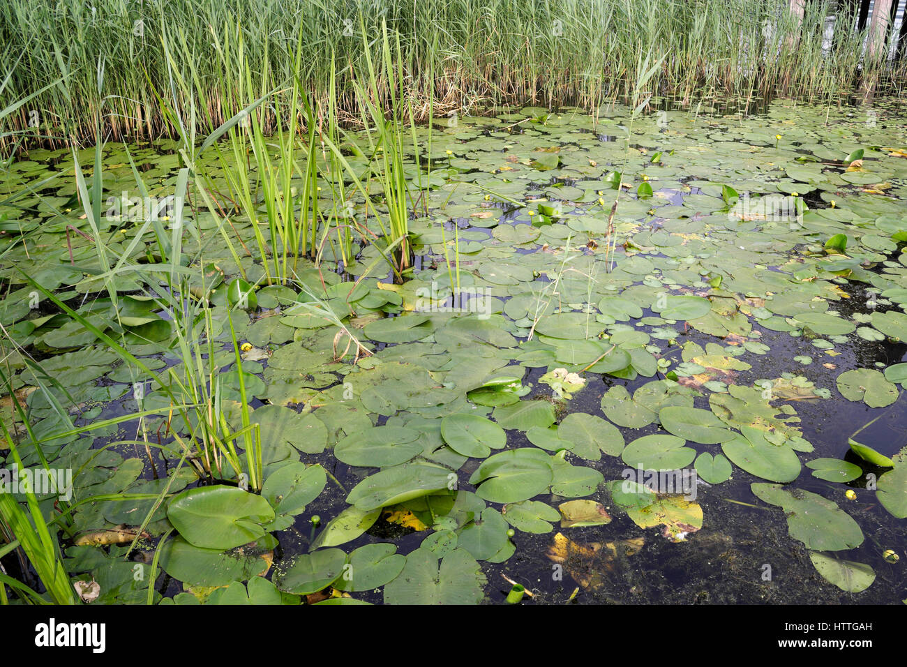 Lily Pond, Floating Water Lily Plants Aquatic nature Stock Photo Alamy