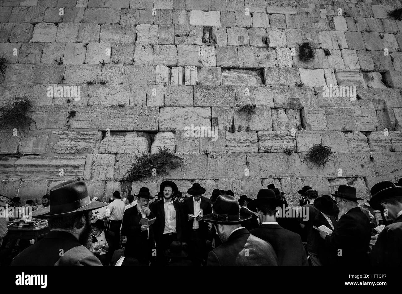 Ultra othordox Jews reading the Hebrew scriptures and praying at the western wall in Jerusalem. Stock Photo