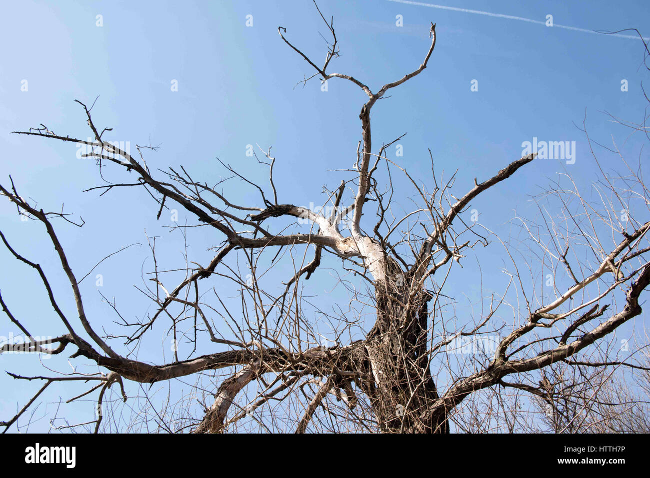 Beautiful tree tops and blue sky with white clouds Stock Photo - Alamy