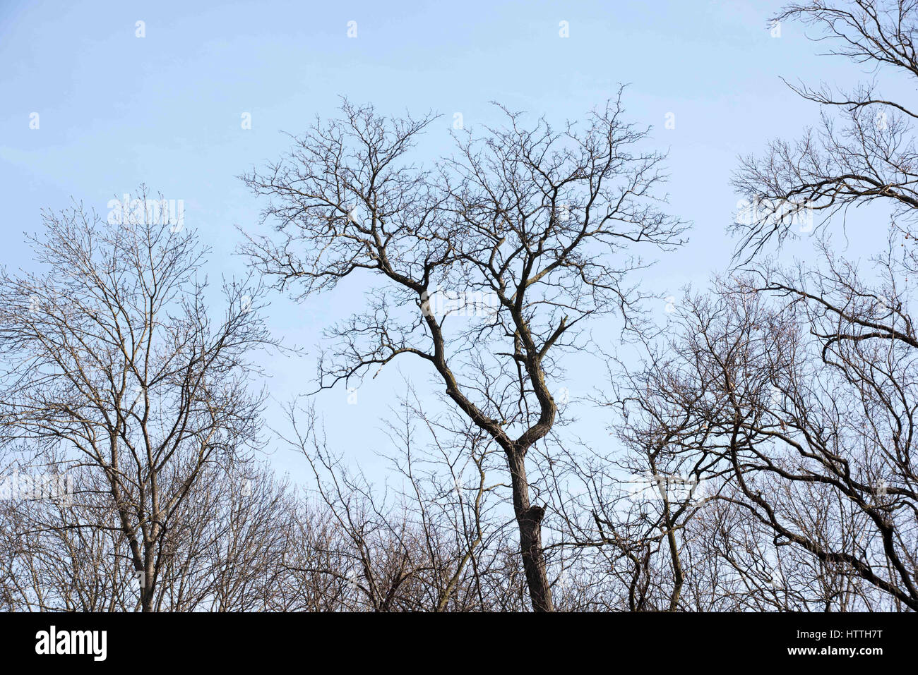 A bare winter tree with a bright blue sky and white clouds behind it on a  sunny winter day Stock Photo - Alamy