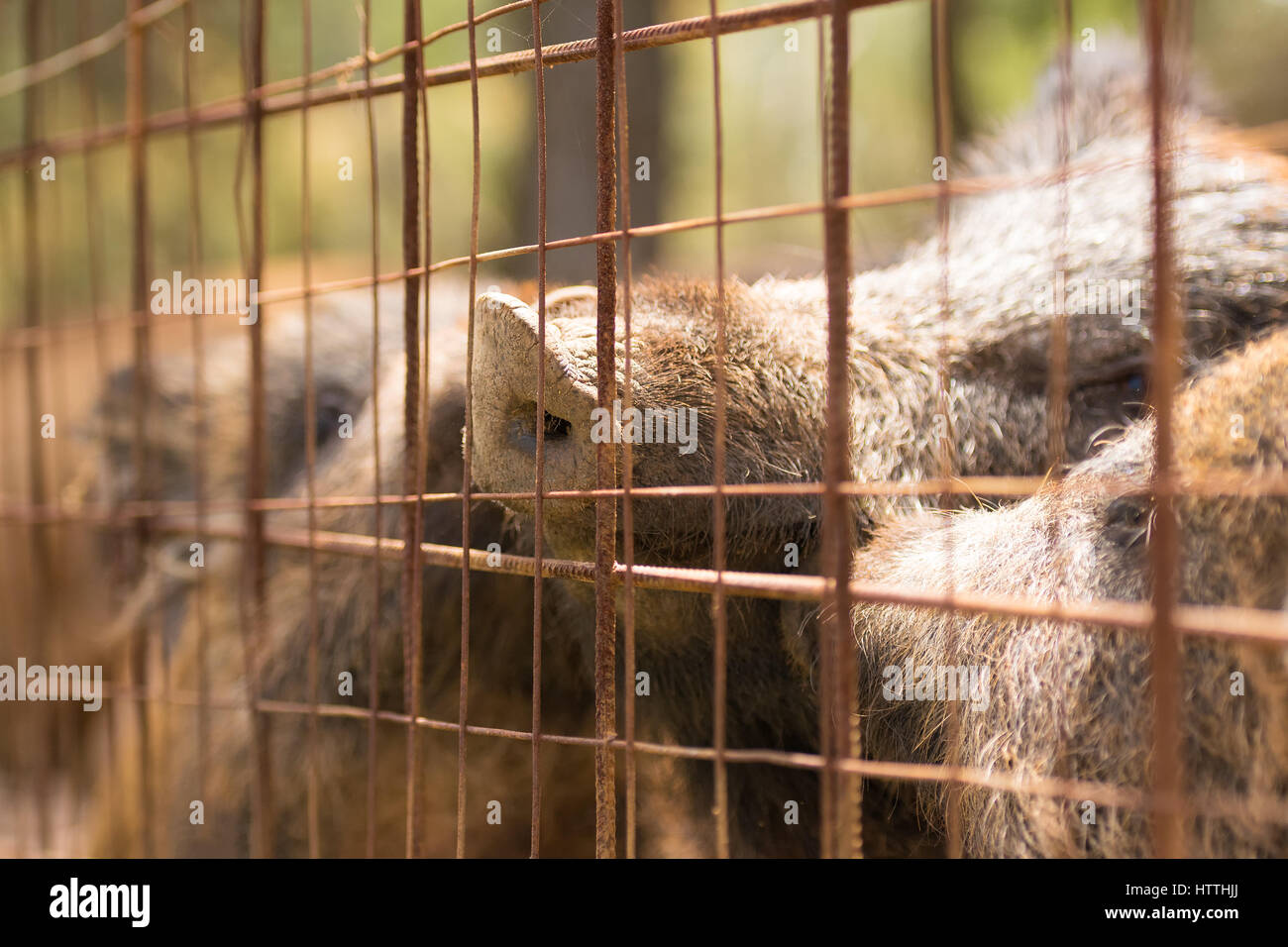 Caged animals. A close up look of wild boars inside a cage Stock Photo