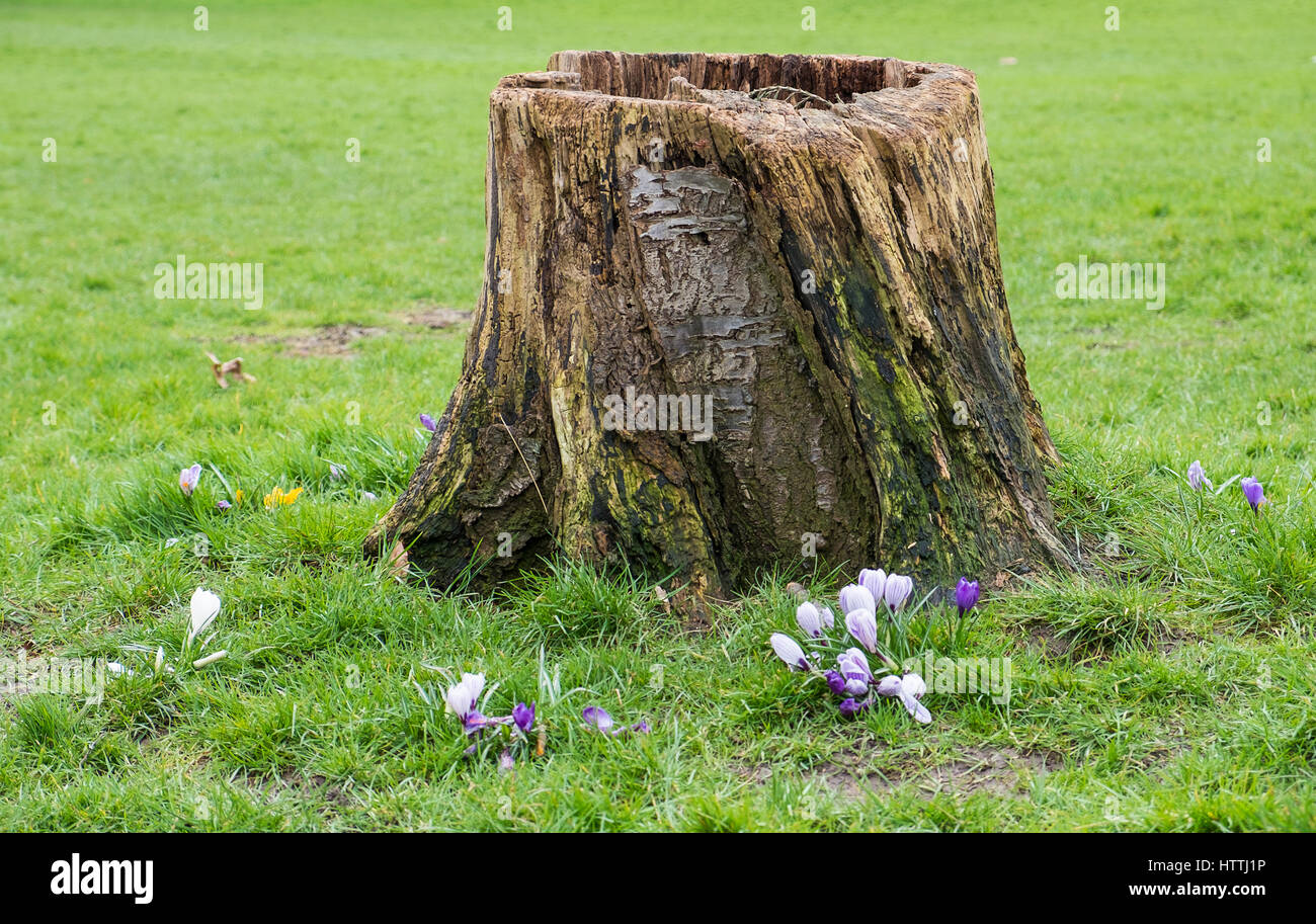 cut down tree stump in a parkland setting Stock Photo Alamy