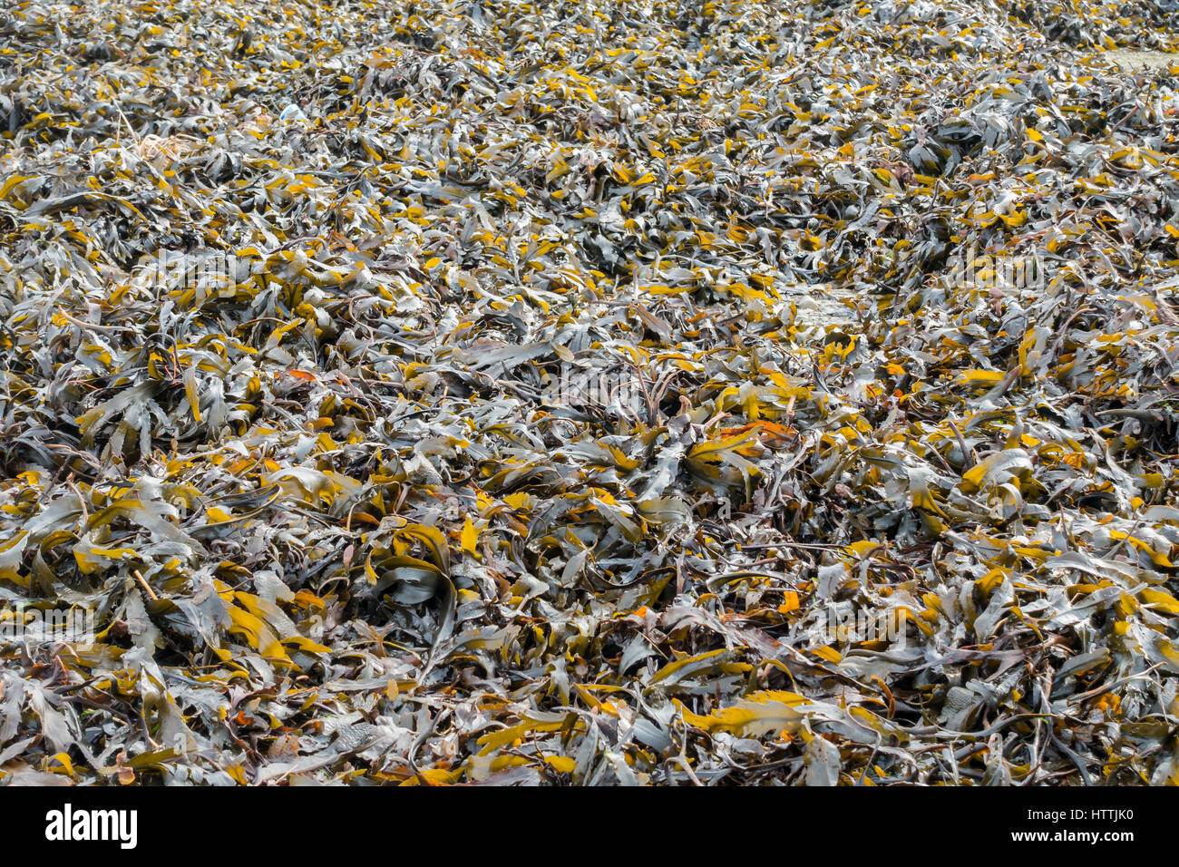 Large bed of seaweed on a slipway in the United Kingdom. Stock Photo