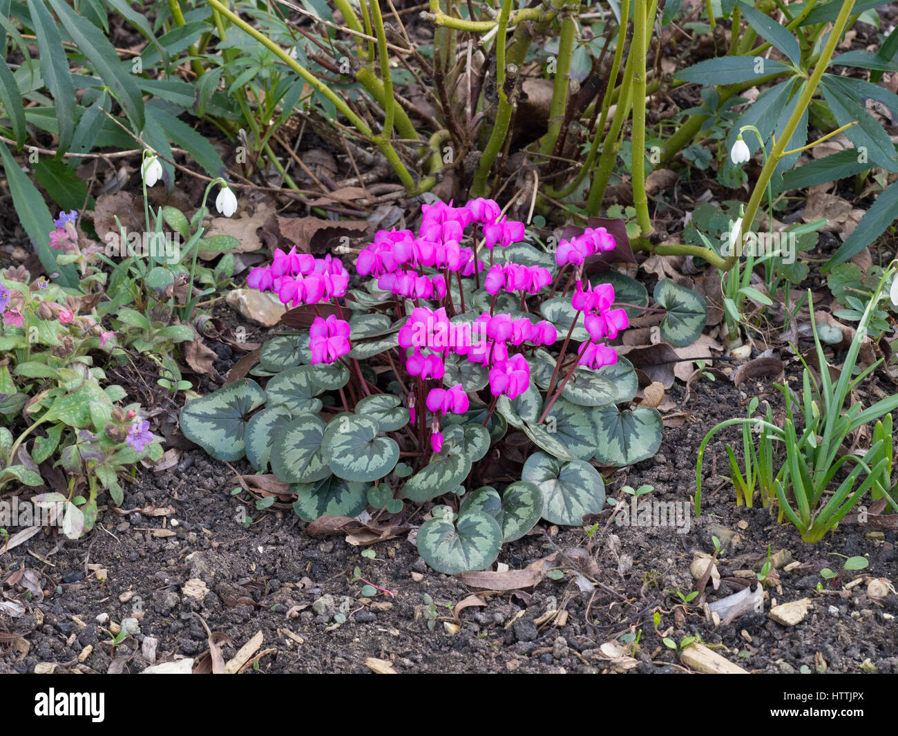 Cyclamen coum plant with deep pink flowers Stock Photo