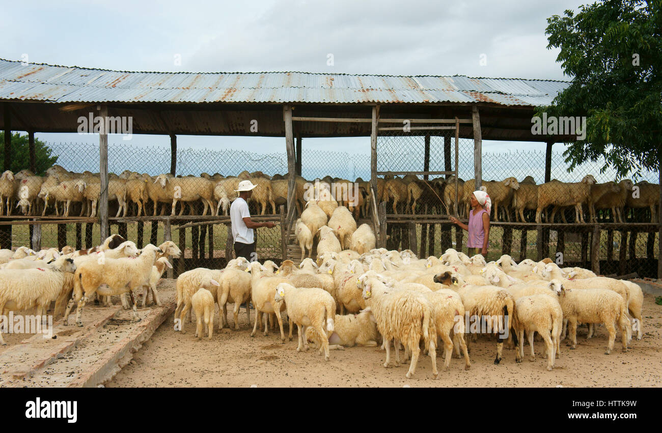 Asian farmer with sheep breeding, Vietnamese people drive flock of animal to stable, Ninh Thuan countryside raise herd of livestock as sheeps, Vietnam Stock Photo - Alamy Asian farmer with sheep breeding, Vietnamese people drive flock of animal to stable, Ninh Thuan countryside raise herd of livestock as sheeps, Vietnam Stock Photo - Alamy