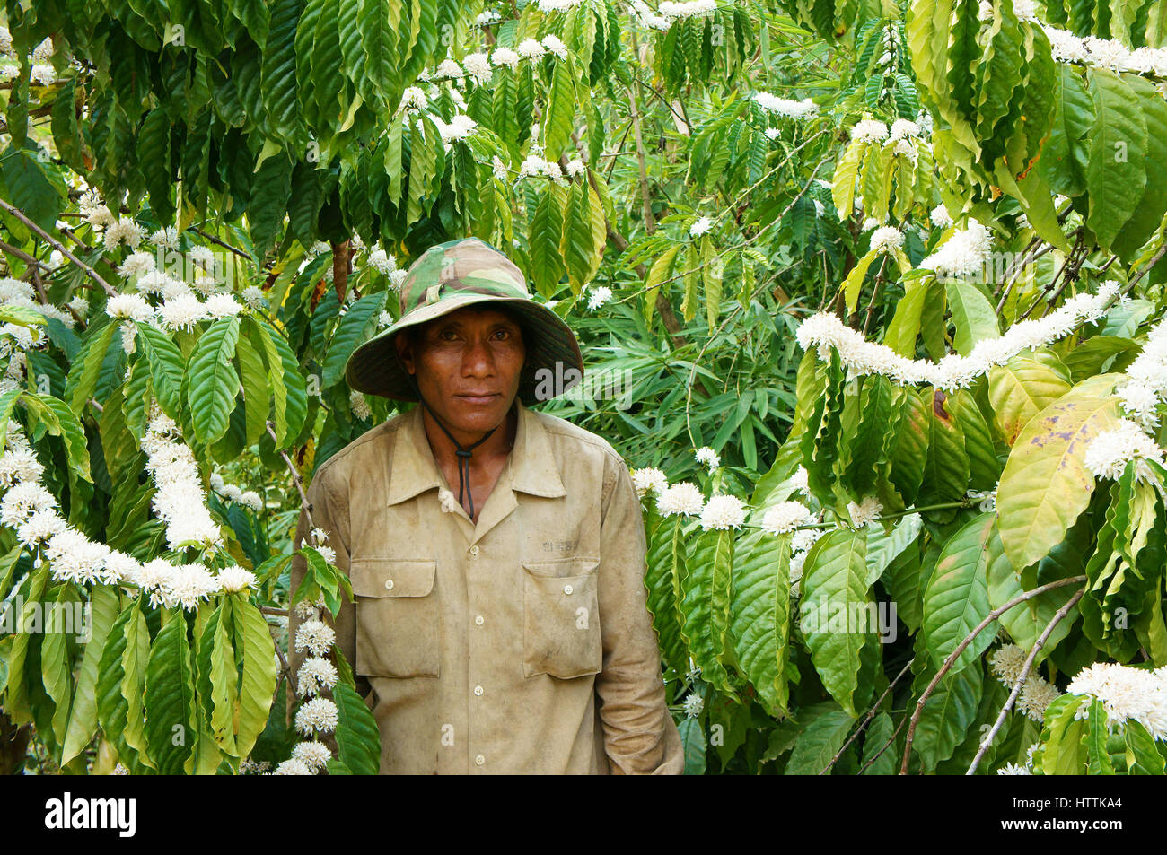 DAK LAK, VIET NAM, Asian farmer care coffee tree on coffee plantation, field bloom in white  flower, cafe is agriculture product, Daklak, Vietnam Stock Photo
