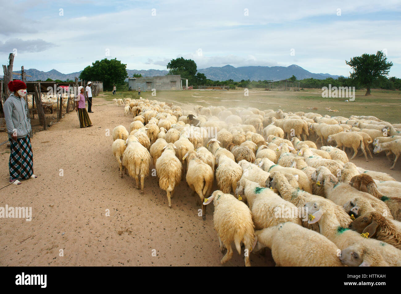 Phan Rang, Vietnam, Asian farmer with sheep breeding, Vietnamese people