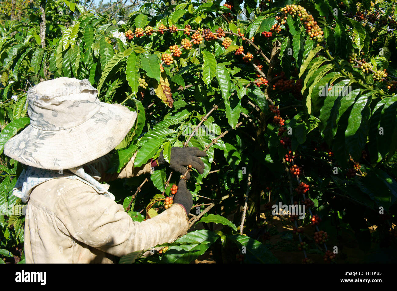 Asian farmer harvest popular agriculture product in Vietnam, Vietnamese woman pick coffee bean at plantation, cafe is the plant that rich caffeine Stock Photo