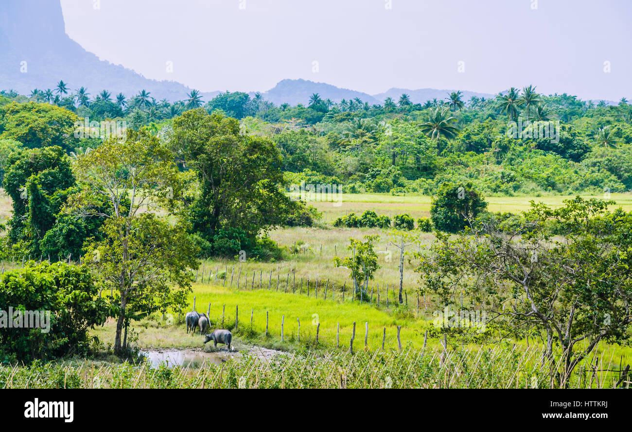 Rice field in palawan hi-res stock photography and images - Alamy