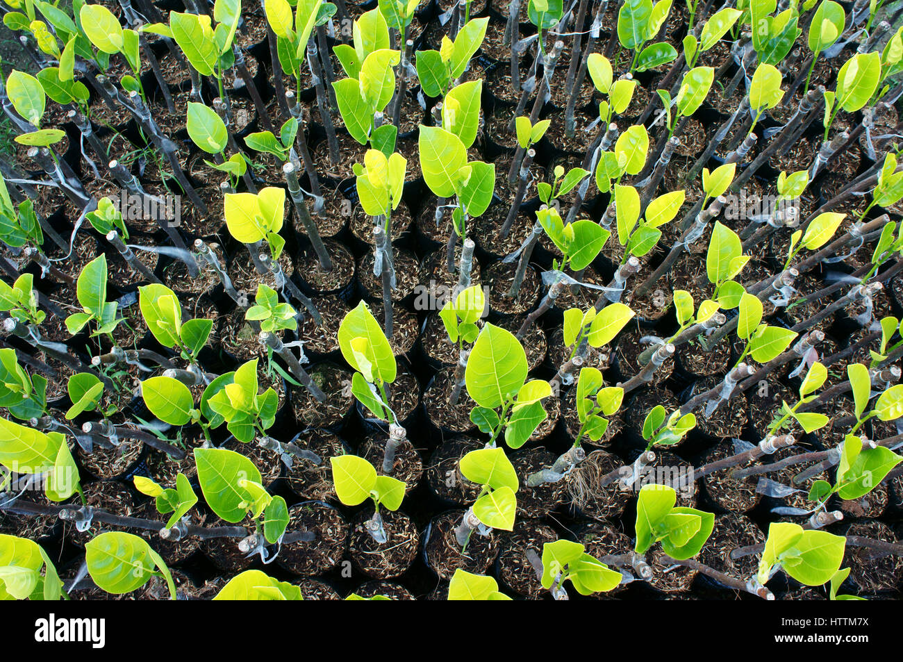 Group of nursery plant at nursery garden of Ben Tre, Mekong Delta, Viet Nam, this is large fruit tree area, green seedling grow in good condition Stock Photo