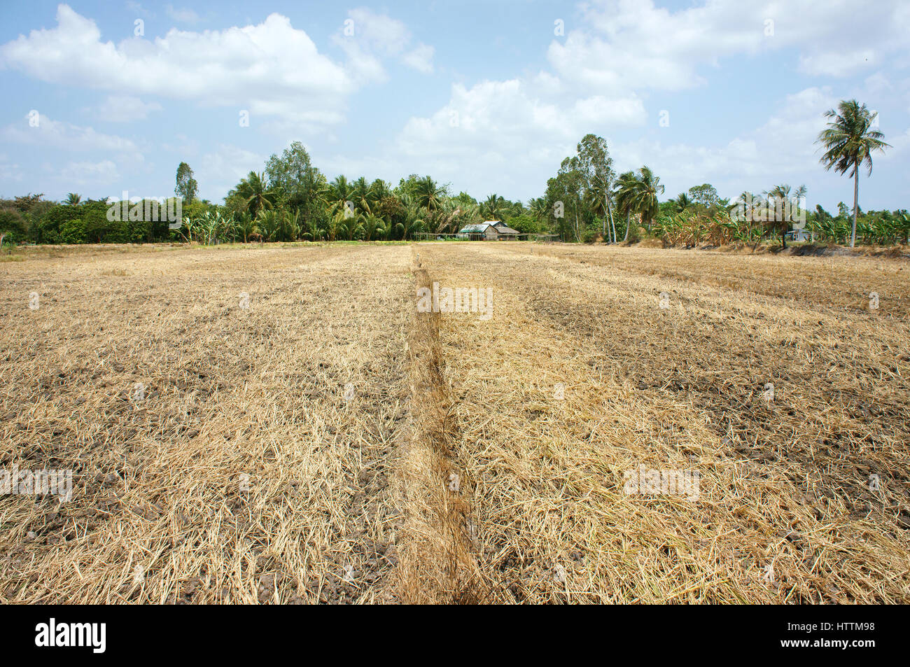 Paddy field had just harvest, dry soil, drought land in hot weather ...