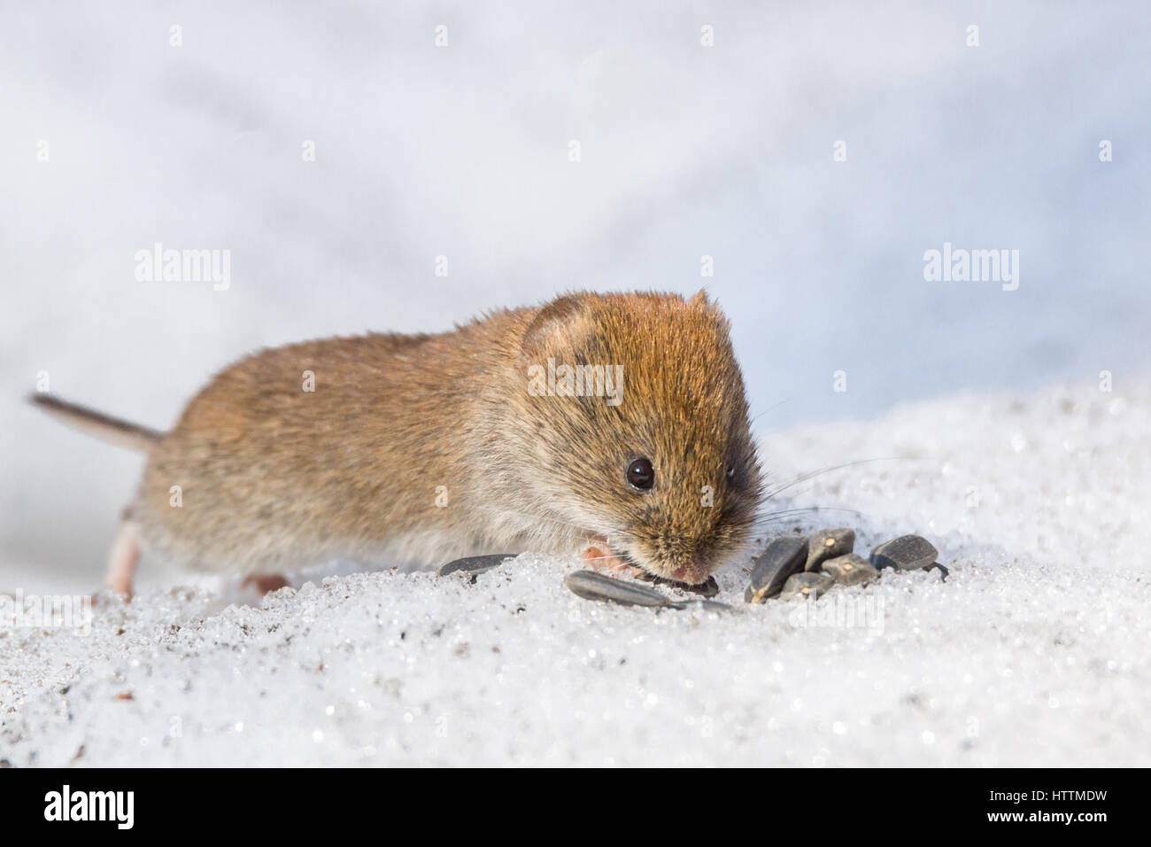 The photo shows a mouse in the snow Stock Photo - Alamy