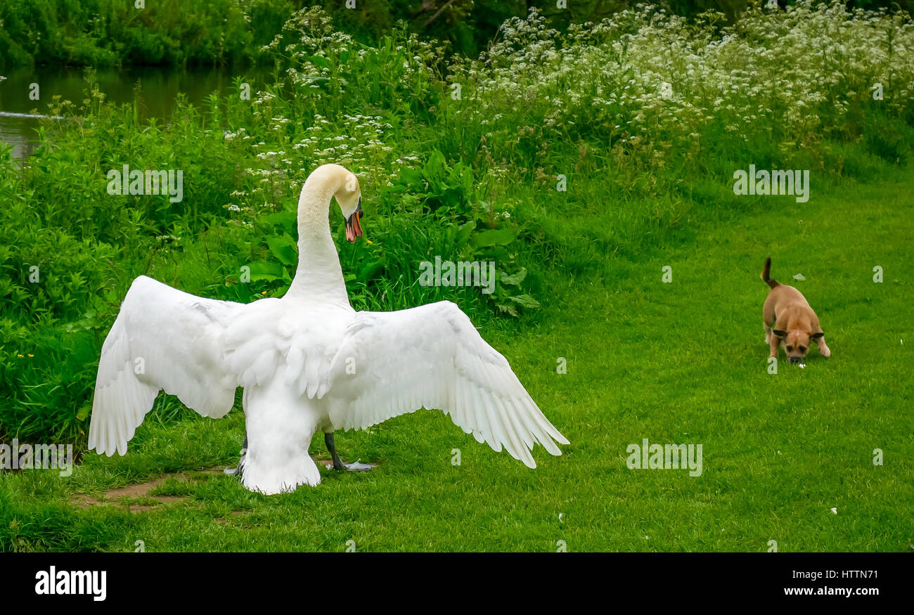 Swan with outstretched wings attacking a terrier dog on riverbank, River Tyne, Haddington, East Lothian, Scotland, UK Stock Photo