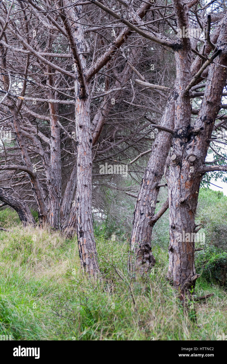 Pine forest in Cabopino (Dunas de Artola), Marbella, Málaga, Andalusia, Spain. Stock Photo