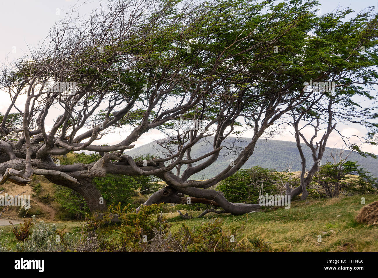 Tree deformed by the wind in Tierra del Fuego Stock Photo