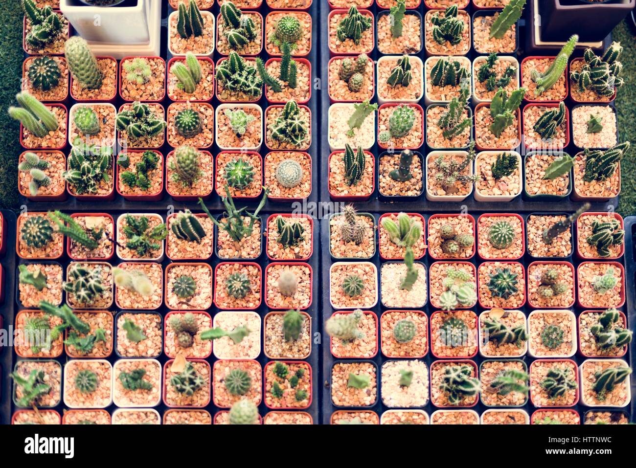 Cactus Display Nature Plants Stock Photo - Alamy