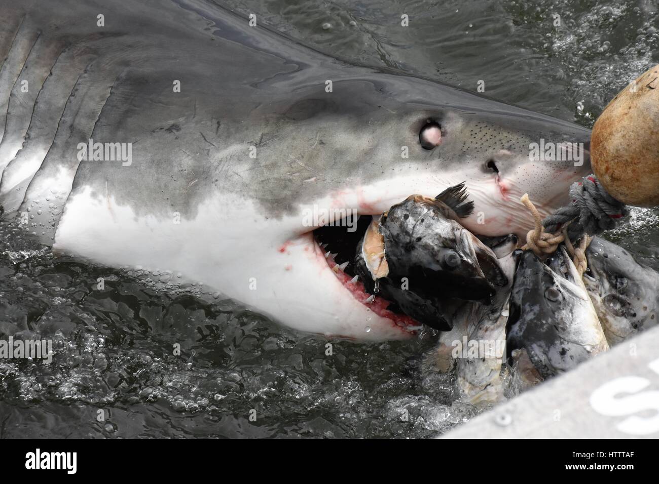 Great white Shark South Africa Stock Photo