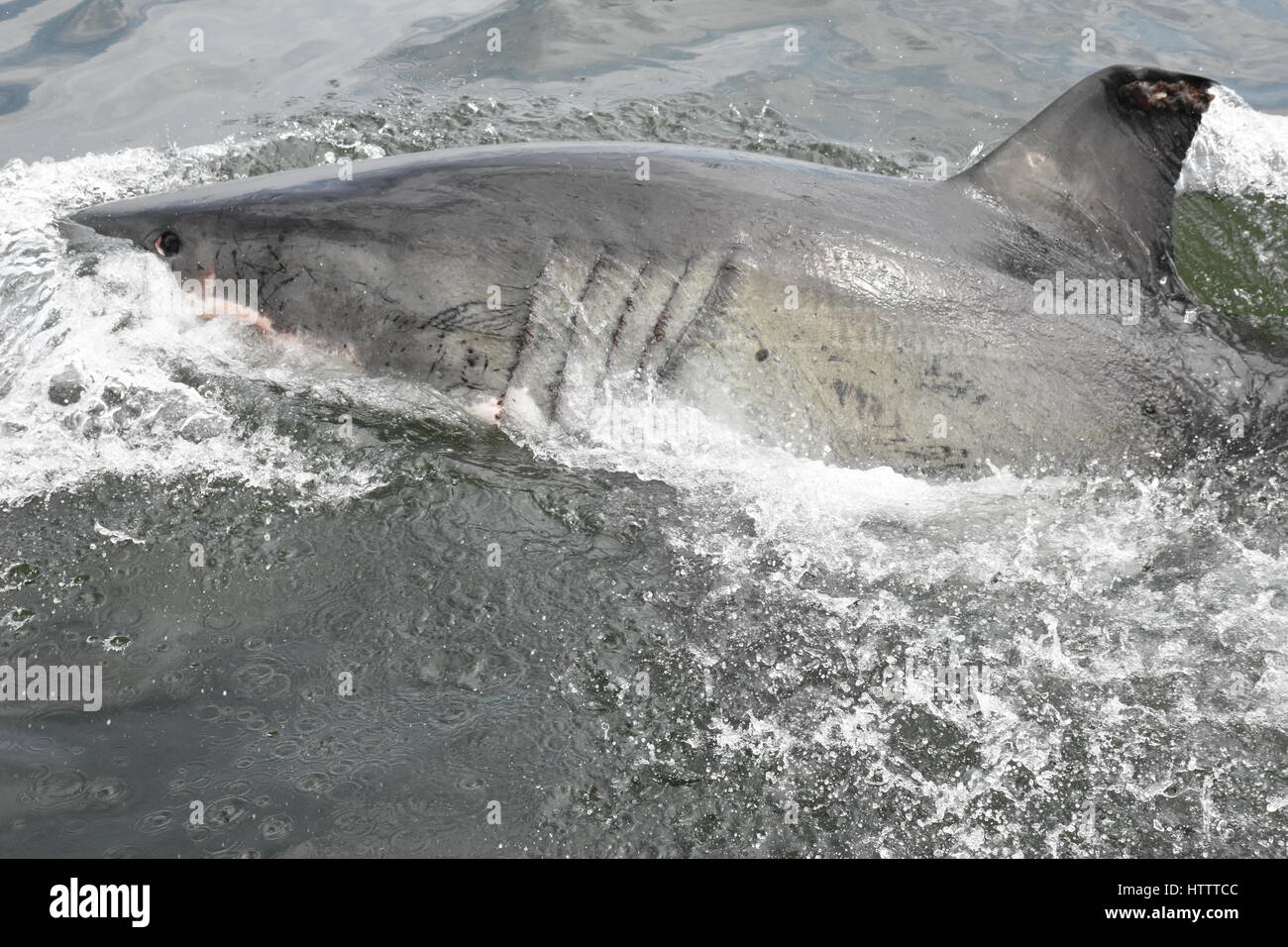 Great white Shark South Africa Stock Photo