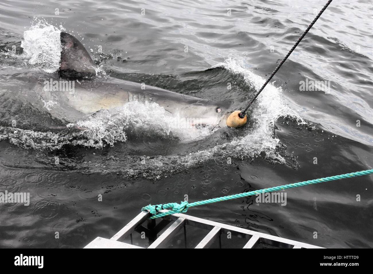 Great white Shark South Africa Stock Photo