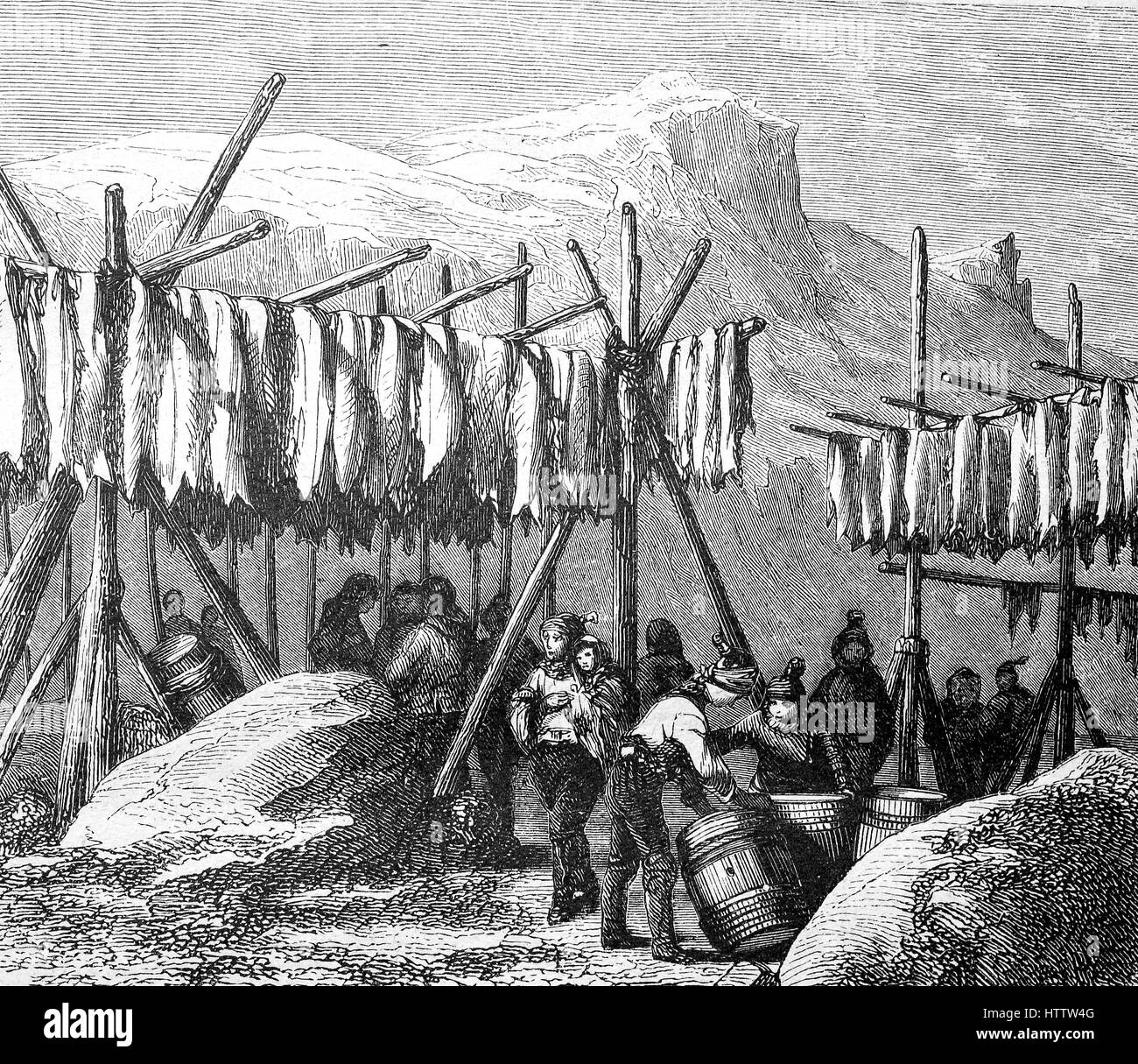 Drying the cod fish on Newfoundland country, America, reproduction of a