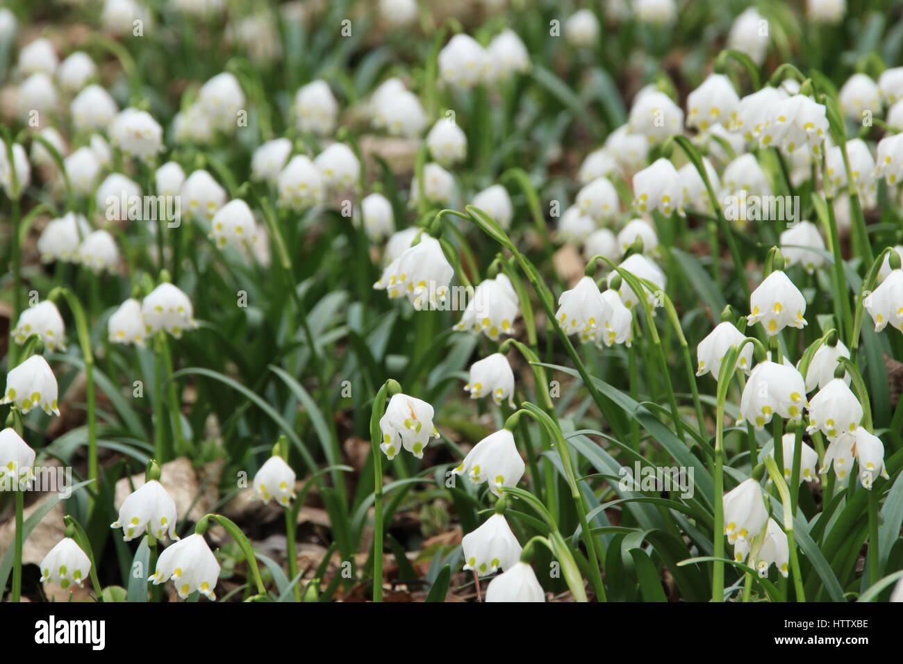 One Snowflake In Spring Wild spring snowflakes Stock Photo - Alamy