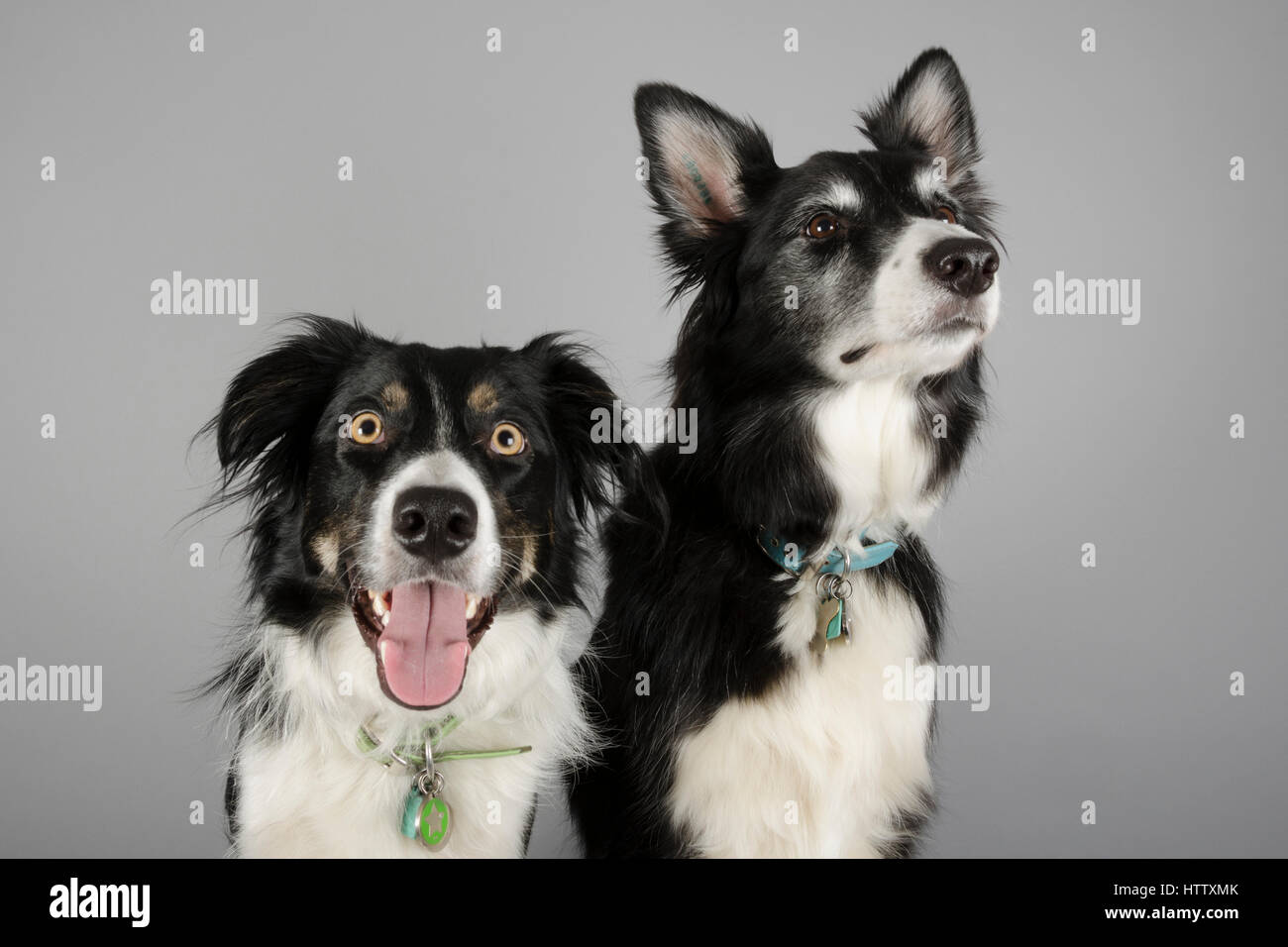 Are Border Collies Affectionate Dogs