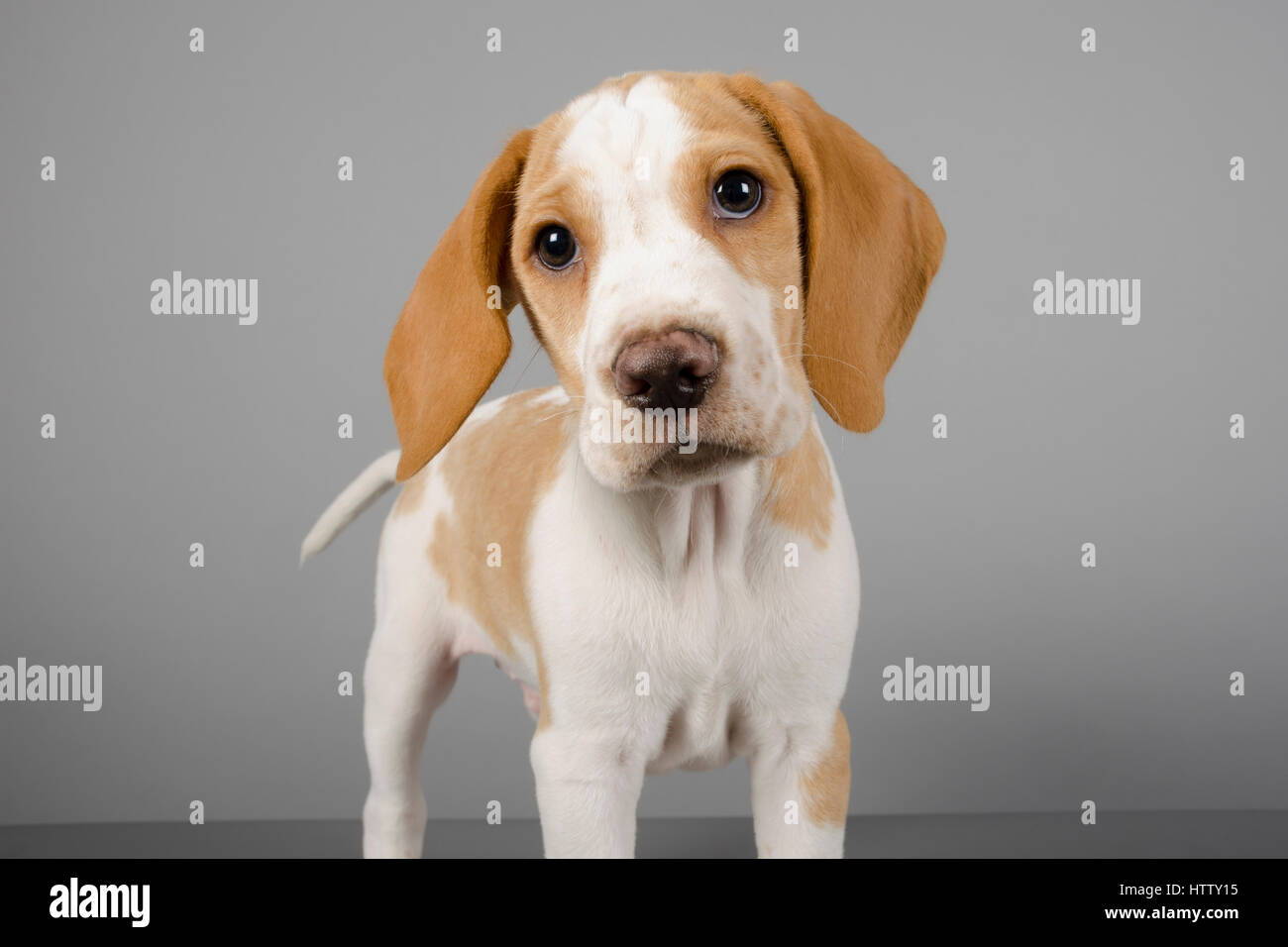 10 week beagle puppy