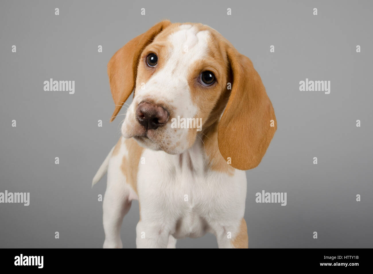 10 week hotsell beagle puppy