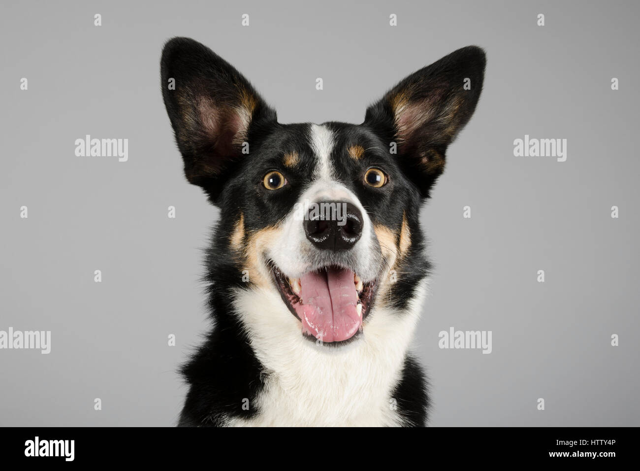 Border Collie Shorthaired Male 3 5 Years Stock Photo