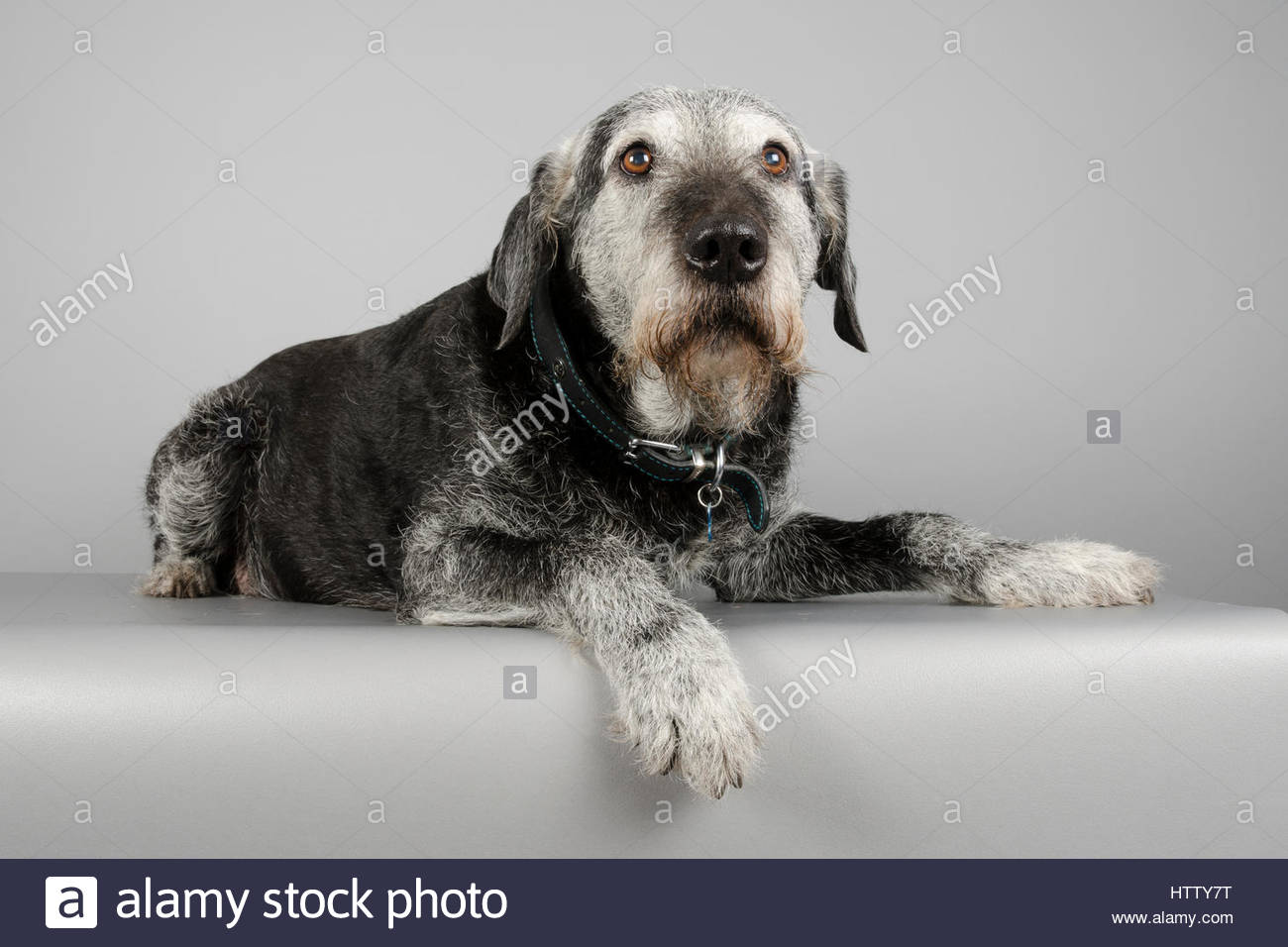 Lurcher Cross Stock Photos & Lurcher Cross Stock Images Alamy